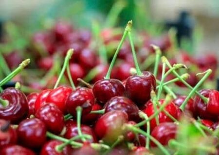 برداشت بیش از ۱۹ هزار تن آلبالو از باغ‌های آذربایجان ‌غربی