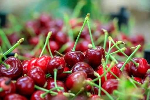 برداشت بیش از ۱۹ هزار تن آلبالو از باغ‌های آذربایجان ‌غربی