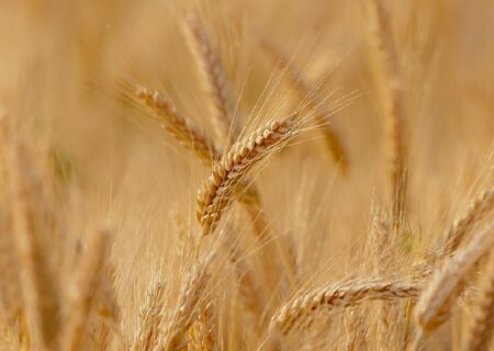 خرید تضمینی ۸ هزار تن گندم در تبریز