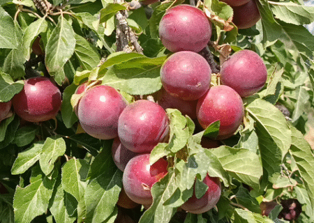 علت کاهش ۸۰ درصدی تولید آلوچه در مراغه