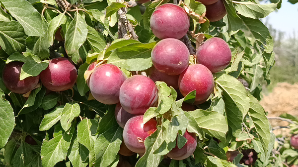 علت کاهش ۸۰ درصدی تولید آلوچه در مراغه