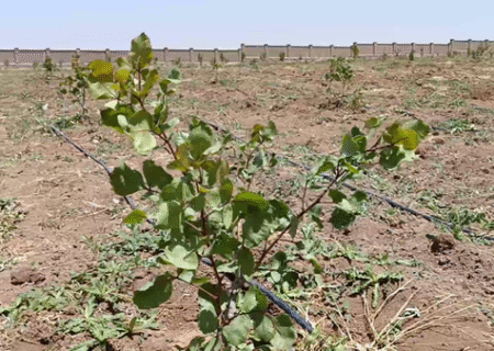 کاشت پسته در مراغه گامی برای تغییر الگوی کشت