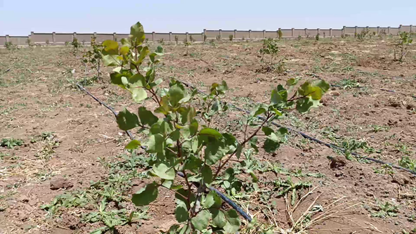 کاشت پسته در مراغه گامی برای تغییر الگوی کشت