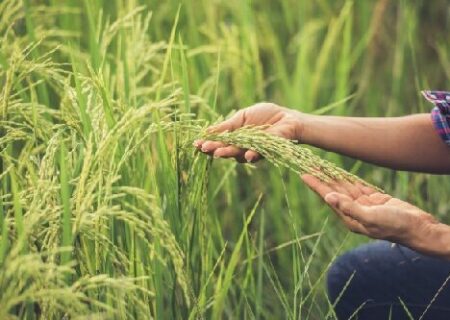 راهکارهای مدیریت علف هرز در باغات انگور آذربایجان شرقی