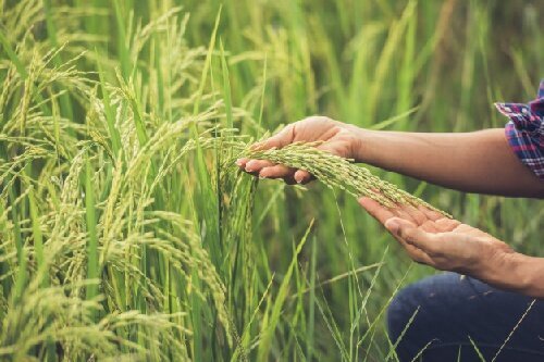راهکارهای مدیریت علف هرز در باغات انگور آذربایجان شرقی