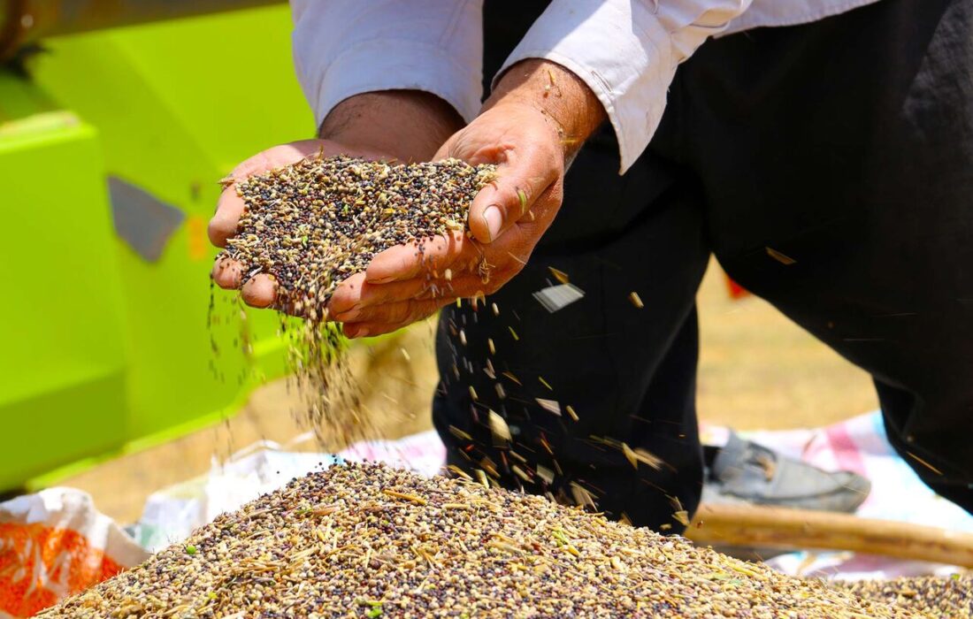 خرید تضمینی ۲ هزار و ۱۵۰ تن کلزا در آذربایجان شرقی