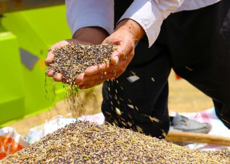 خرید تضمینی ۲ هزار و ۱۵۰ تن کلزا در آذربایجان شرقی