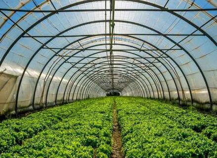 بحران در واحدهای گلخانه‌ای آذربایجان شرقی؛ درخواست تولیدکنندگان برای ورود فوری نمایندگان مجلس