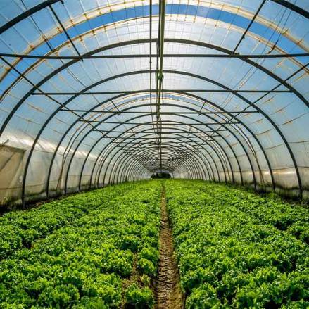 بحران در واحدهای گلخانه‌ای آذربایجان شرقی؛ درخواست تولیدکنندگان برای ورود فوری نمایندگان مجلس