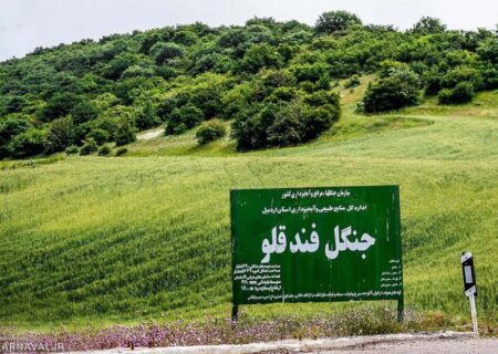 جنگل فندقلو بهشتی در دل نمین