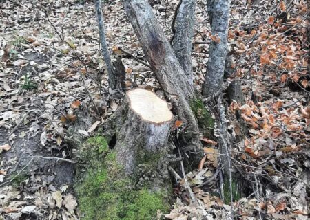 قتل‌عام هیرکانی در سقزچی
