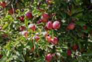 سیب بی‌خریدار آذربایجان غربی و تشنگی اورمیه