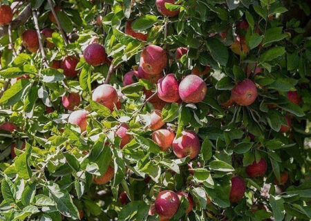 سیب بی‌خریدار آذربایجان غربی و تشنگی اورمیه