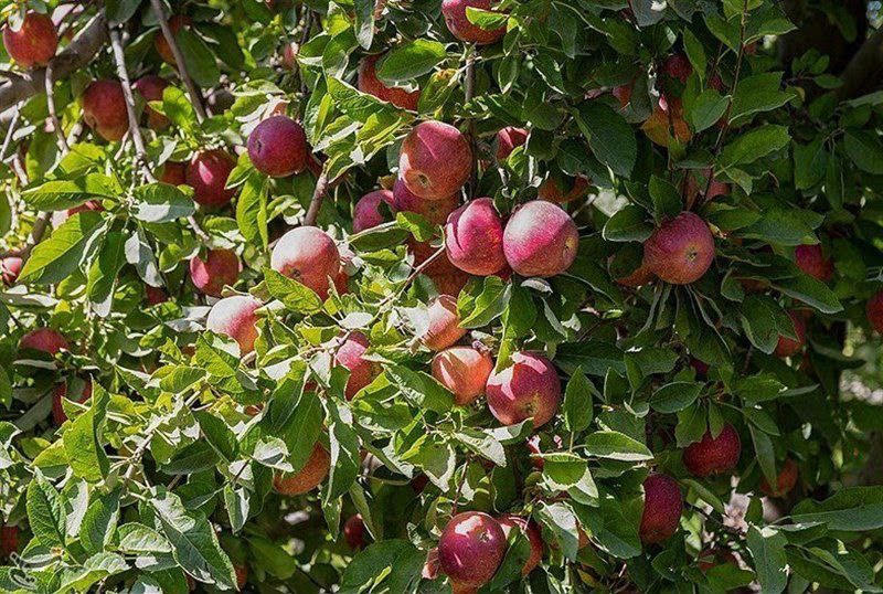 سیب بی‌خریدار آذربایجان غربی و تشنگی اورمیه