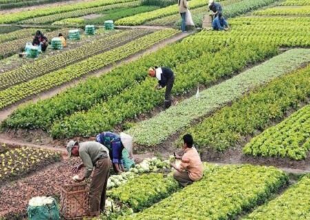 باغات «حکم آباد»، باقیمانده «باغ شهر» تبریز را صیانت کنیم