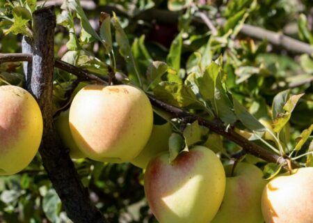 سیب مراغه؛ محصولی از اصالت و طراوت سهند