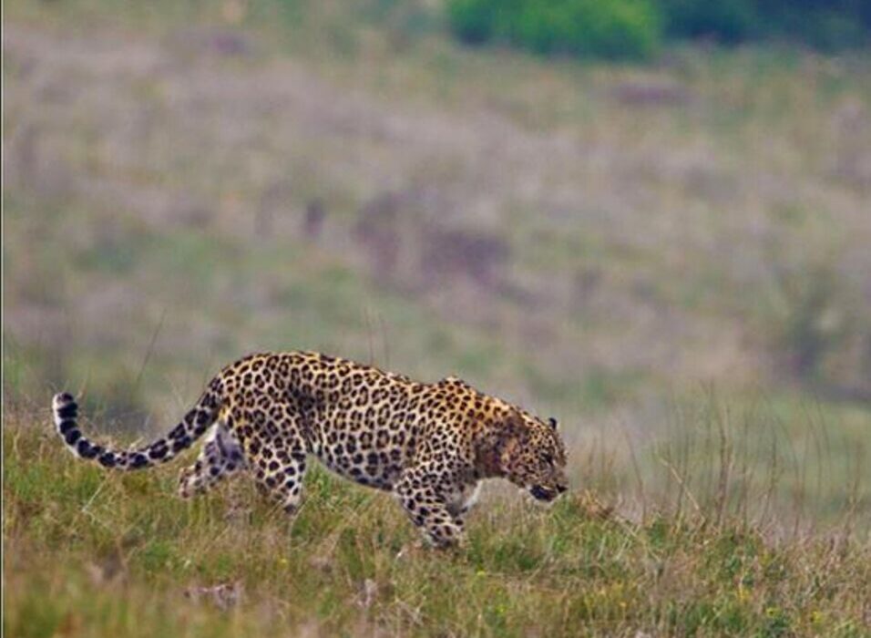 آقداغ خلخال؛ قلمرو پلنگ ایرانی