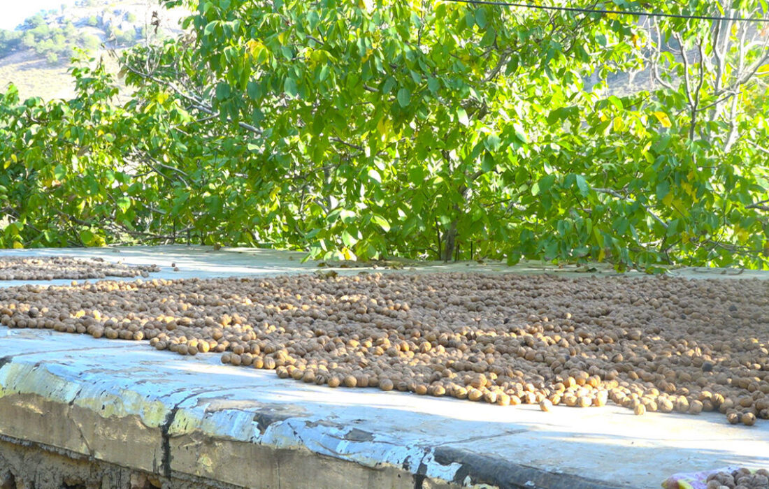 گردوی مرغوب عجب شیر، گرفتار خام فروشی