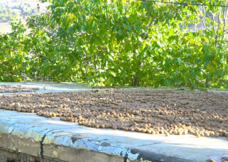 گردوی مرغوب عجب شیر، گرفتار خام فروشی