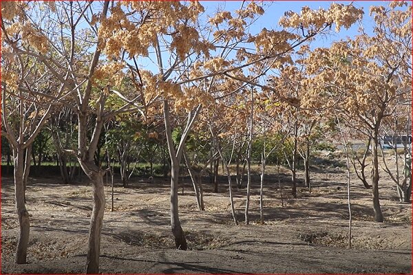 احداث باغ میوه در شرق تبریز