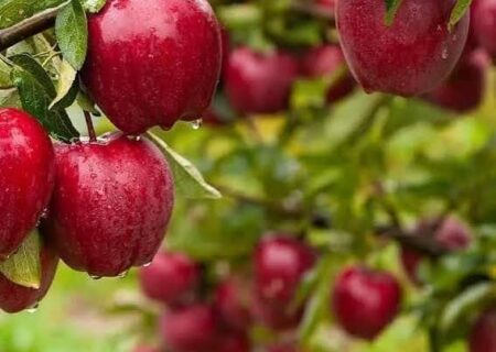 مراغه؛ شهر ستارگان، عرفان و سیب‌های سرخ 