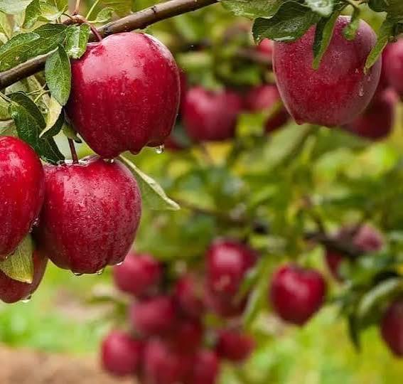 مراغه؛ شهر ستارگان، عرفان و سیب‌های سرخ 