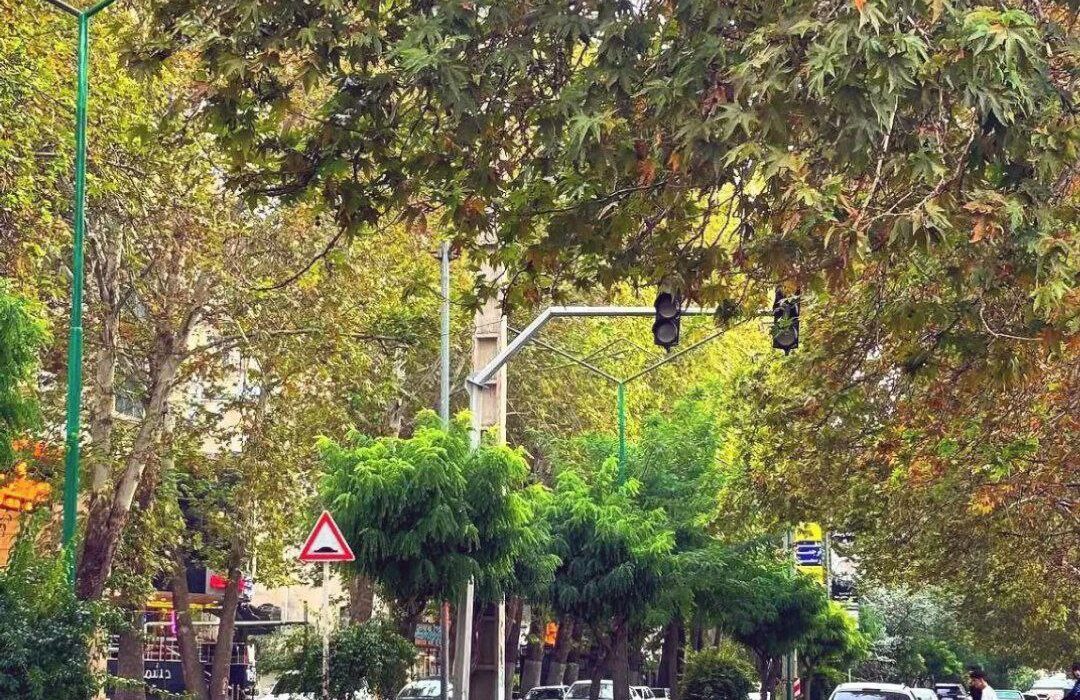 خشک شدن درختان خیابان دانشکده اورمیه؛ فاجعه‌ای دیگر پس از دریاچه