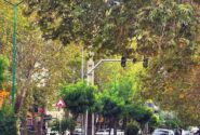 خشک شدن درختان خیابان دانشکده اورمیه؛ فاجعه‌ای دیگر پس از دریاچه
