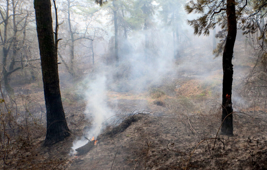 آتش سوزی جنگلهای دیزمار آذربایجان شرقی مهار شد/ ۱۰۰ هکتار عرصه جنگلی خسارت دید