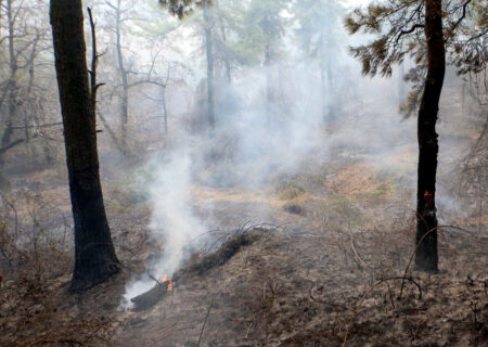 آتش سوزی جنگلهای دیزمار آذربایجان شرقی مهار شد/ ۱۰۰ هکتار عرصه جنگلی خسارت دید