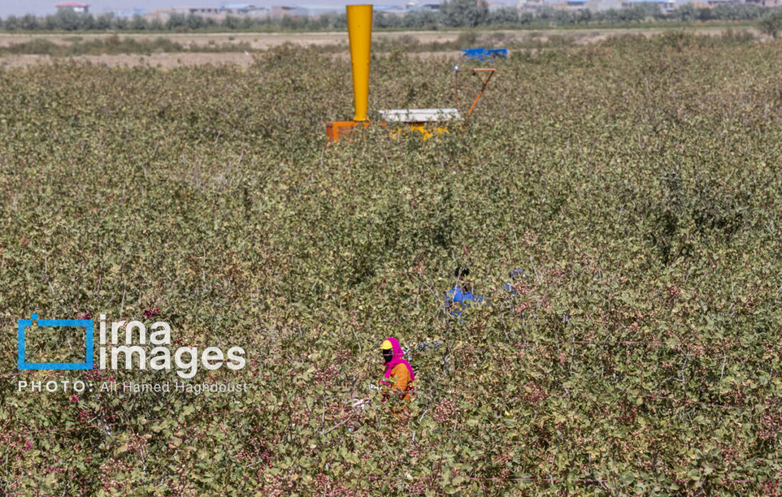 اجرای طرح کاشت مشارکتی ارقام اصلاح شده در دیمزارهای چاراویماق