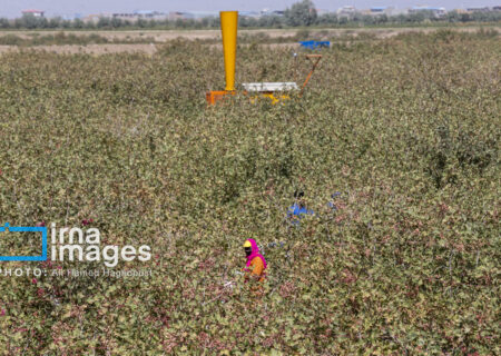 اجرای طرح کاشت مشارکتی ارقام اصلاح شده در دیمزارهای چاراویماق