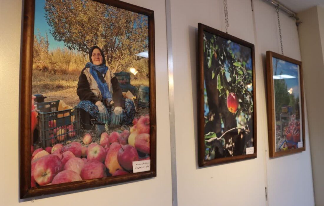 نمایشگاه عکس و نقاشی سیب مراغه گشایش یافت