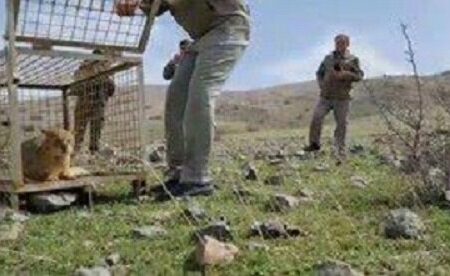 زنده‌گیری یک قلاده گربه جنگلی در اهر