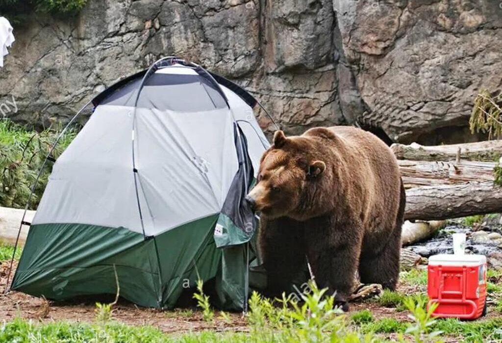 مهربانی خطرناک؛ خرس‌های ساوالان در اطراف روستاهای مشگین‌شهر