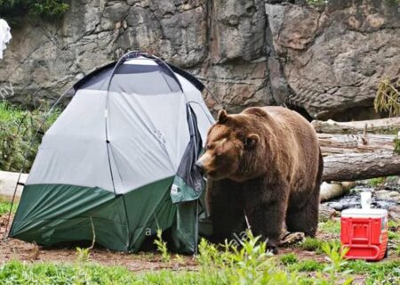 مهربانی خطرناک؛ خرس‌های ساوالان در اطراف روستاهای مشگین‌شهر