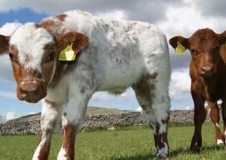 افزایش تلقیح مصنوعی دام در آذربایجان شرقی