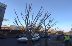 تداوم عملیات هرس درختان با تأکید بر ایمنی و کیفیت