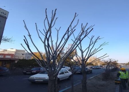 تداوم عملیات هرس درختان با تأکید بر ایمنی و کیفیت