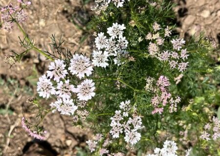 گشنیز؛ گزینه‌ای اقتصادی برای دیم‌زارهای آذربایجان شرقی