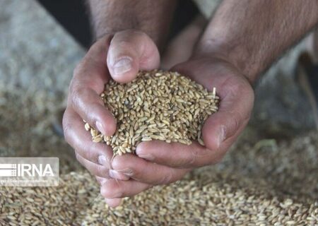 مدیر عامل اتحادیه مرغداران گوشتی تبریز: چاره ای جز حذف واسطه‌های توزیع نهاده نیست