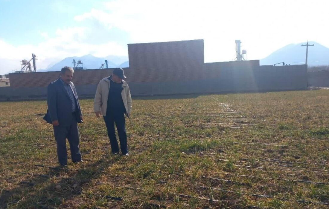 کشت پاییزه سیر در ۳۵۵ هکتار از اراضی آذربایجانشرقی/ پیش‌بینی تولید بیش از ۸ هزار تن محصول