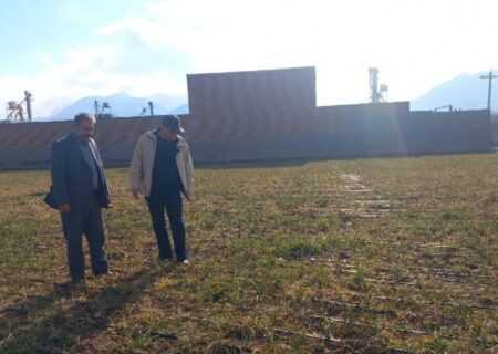 کشت پاییزه سیر در ۳۵۵ هکتار از اراضی آذربایجانشرقی/ پیش‌بینی تولید بیش از ۸ هزار تن محصول