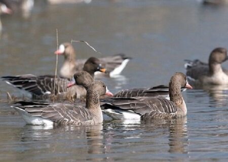 غاز پیشانی سفید کوچک مهمان تالاب کانی‌برازان مهاباد شد