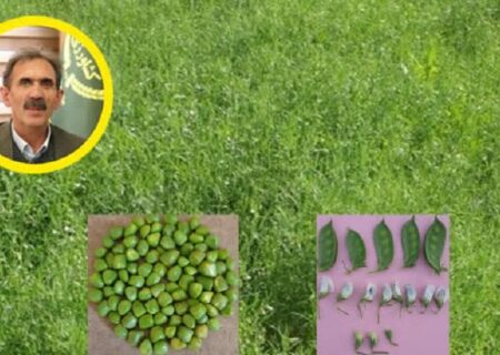 معرفی ۶ رقم جدید علوفه در دیم‌زارها