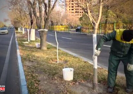 جوانسازی و اندودکاری ۷ هزار و ۱۵۵ اصله درخت در حوزه استحفاظی شهرداری منطقه ۹