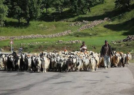 عشایر آذربایجان شرقی؛ تولیدکنندگان کم‌هزینه گوشت قرمز