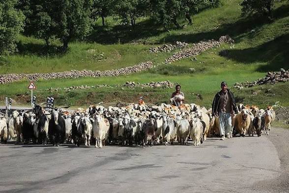 عشایر آذربایجان شرقی؛ تولیدکنندگان کم‌هزینه گوشت قرمز